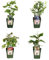 BIO Obstpflanzen Set - Himberre - Blaubeere - Kiwi - Bromberee - 4 Sorten