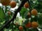 Aprikose Prunus armeniaca Pflanze 70-80cm Marille Malete Barille Aprikosenbaum