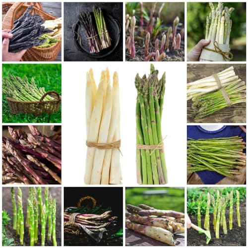 450 piezas Semillas de espárragos orgánicas - Plantas bonsai Jardín Semillas orgánicas Verduras Balcón Semillas de hortalizas Plantas en macetas Plantas en macetas resistentes al invierno