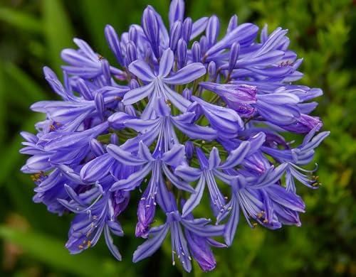 3 X Agapanthus Africanus - Agapanto blu - Calibro Superiore (3)