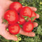 Genipap 15 Stück Campari Tomatensamen Gemüse