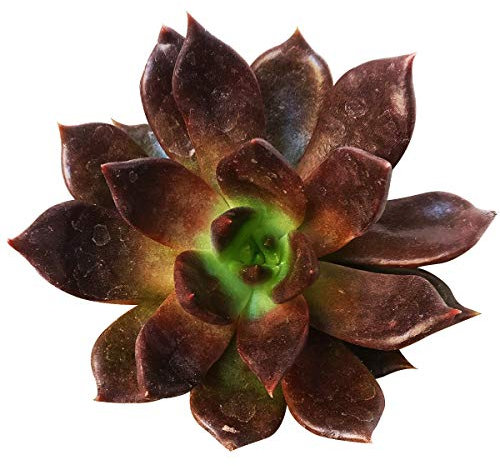 Seeds Semi di GERMINAZIONE: 039 2 & #; & # 039; + TongefäÃŸ: Echeveria Black Prince Schwarz und Hennen Küken (2 '' bzw. 4 '')