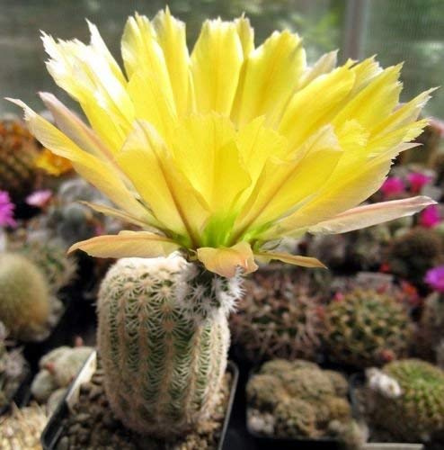 Echincereus Dasyacanthus winterharter Kaktus
