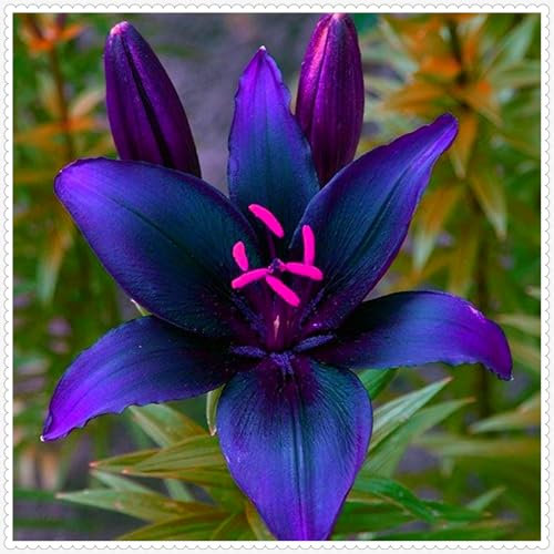 Lily Bulbs for Planting Now UK,Lily Bulbs Potted,Plants,Rhizome,Ornamental,Resistant,Bedding,Gorgeous-2bulbs-F