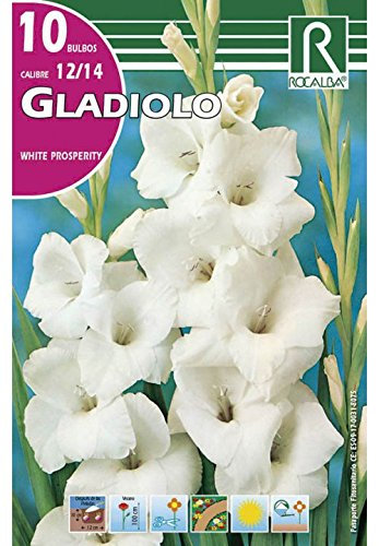 BULBO GLADIOLO WHITE PROSPERITY - 10 UD.…