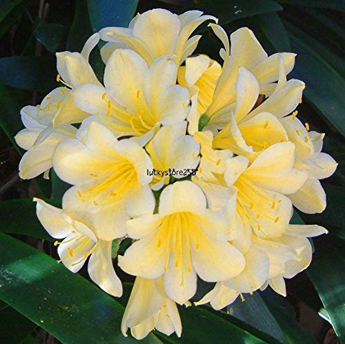 Portal Cool Naranja: Cuatro Estaciones Sembrando Flores Bonsai Jardinería Flores Ornamentales Clivia Lkr8