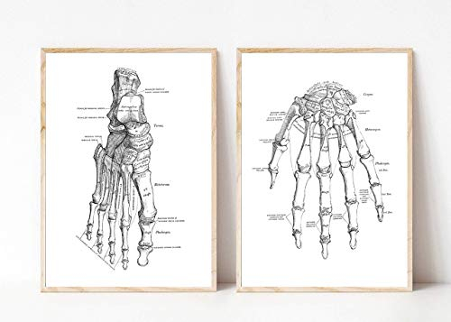 Din A4 Kunstdruck ohne Rahmen 2-teilig Anatomie Hand Fuß Skelett Medizin Arzt Druck Poster Bild
