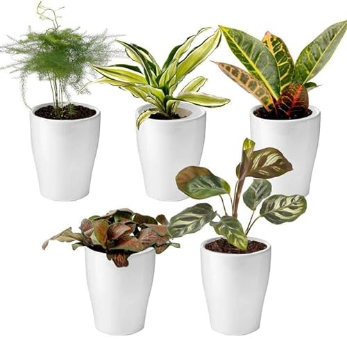 vdvelde.com - Ecoworld Mini Pflanzen Echt - Zimmerpflanzen Inklusive Keramik Mini Pflanzentöpfe - 5 Verschiedene Arten - Ø6 cm Höhe 8-15 cm - Aus eigener Gärtnerei