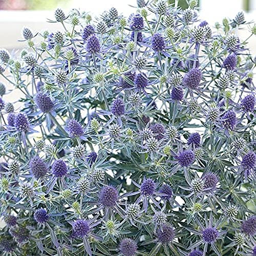 Eryngium Blue Globe | Deciduous Perennial | Outdoor Potted Plants | Flowering (10-20cm Incl. Pot)