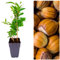 Corylus Red Zellernut - Red Hazelnut Tree - 40-50cm in Height with Edible Hazelnuts (1)