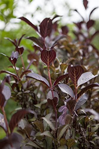 Weigela florida 'Purpurea' 40–60 cm – Winterhart, Mehrjährig, Pflegeleicht – Weigelie – Heckenpflanze für Garten & Rabatte