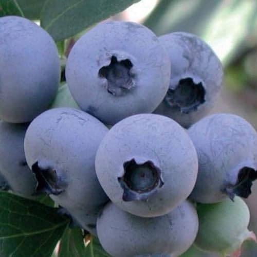 Myrtille en corymbe Bluejay 2L - Parfait pour les jardins familiaux