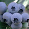 Blaubeere Bluejay 2L Pflanze für Anfänger und professionelle Gärtner - Ideal für Kleingarten, Garten - Schöne Pflanze mit ungewöhnlichen Blüten - Genießen Sie jeden Tag ihre Farben