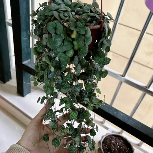 100 pcs Ceropegia Woodii Samen - pflanztopf bäume garten winterhart Leuchterblume Samen - bonsai topf baumsamen nachhaltige geschenke für frauen blumensamen gastgeschenk exotische