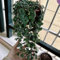 100 pcs Ceropegia Woodii Samen - pflanztopf bäume garten winterhart Leuchterblume Samen - bonsai topf baumsamen nachhaltige geschenke für frauen blumensamen gastgeschenk exotische