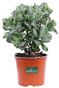 Pianta di Crassula Argentea pianta da esterno pianta grassa pianta succulenta di Crassula pianta ornamentale con foglie ondulate pianta vera venduta da eGarden.store