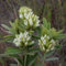 Frisch 1000 Samen - Lespedeza capitata Blumensamen