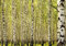 decomonkey Fototapete selbstklebend Wald 343x256 cm XXL Selbstklebende Tapeten Wand Fototapeten Tapete Wandtapete klebend Klebefolie Natur Baum