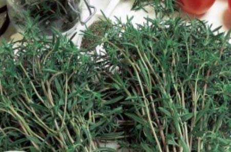 Pezzi - 800x Santoreggia 1 Jährig Satureja Hortensis Eko Giardino Piante - Seme K254 - Seeds & Plants Shop by Ipsa