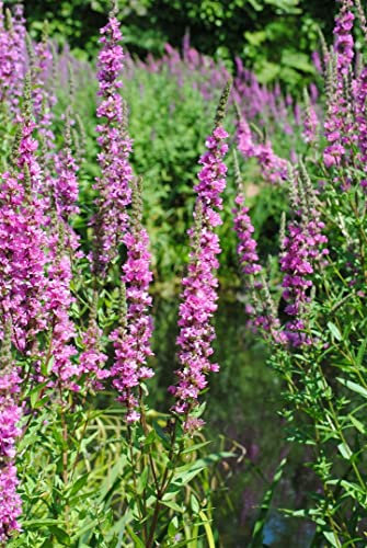 Lythrum salicaria 'Robert' ca. 11x11 cm Topf - Blutweiderich, rosa Blüten, Blütezeit Juli-September, ideal für feuchte Standorte, bienenfreundlich, pflegeleicht