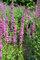 Lythrum salicaria 'Robert' ca. 11x11 cm Topf - Blutweiderich, rosa Blüten, Blütezeit Juli-September, ideal für feuchte Standorte, bienenfreundlich, pflegeleicht