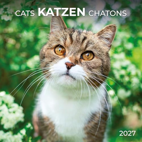 Katzen / Cats 2027: Kalender 2027 (Artwork Edition)