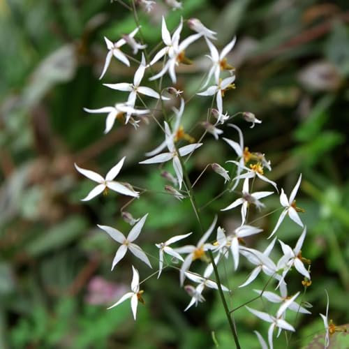 100 pcs Elfenblume Winterhart Samen, pflanzen draußen bodendecker pflanzen Elfenblume Epimedium, bodendecker gartenkräuter kräuter pflanzen seed balkon kräutergarten bodendecker samen
