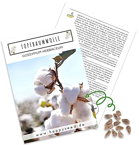 Baumwollsamen (Gossypium Herbaceum) mit hoher Keimrate - Baumwolle Samen für vielblütige & weiche Baumwollpflanze