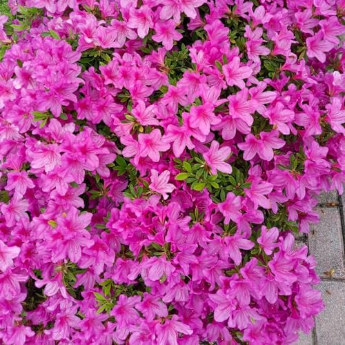 120 piezas semillas de rododendro, semillas de azalea, jardín de plantas Semillas de balcón resistentes de azalea, decoración de flores, plantas resistentes para el jardín semillas