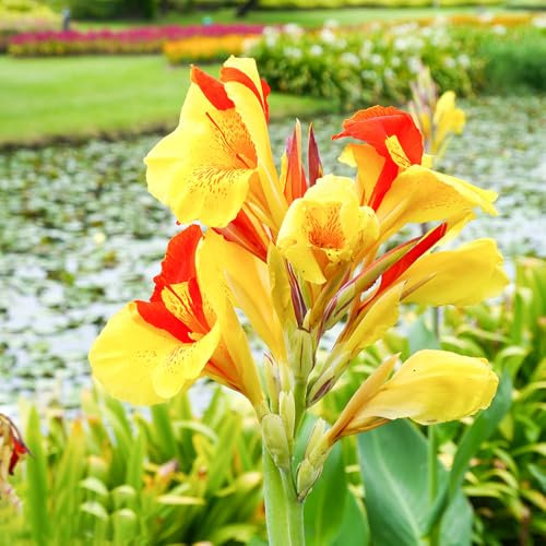 8 pcs canna zwiebel winterharte kübelpflanzen indisches blumenrohr pflanzen für draußen winterharte pflanzen für garten winterharte pflanzen bonsai topf geschenke für gartenliebhaber