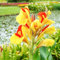 8 pcs canna zwiebel winterharte kübelpflanzen indisches blumenrohr pflanzen für draußen winterharte pflanzen für garten winterharte pflanzen bonsai topf geschenke für gartenliebhaber