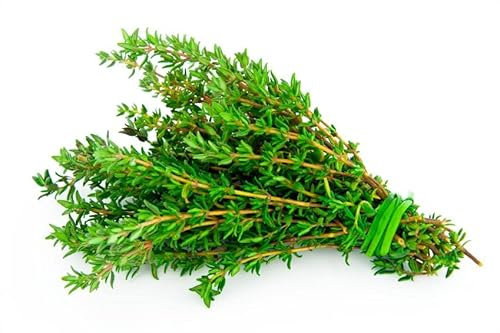 Semillas de Tomillo Común de Alta Tasa Germinación para Sembrar en Huerto Semillas Hierbas Provenzales
