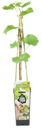 Bloomique - Vitis Vinifera 'Vroege van der Laan' - Plant de raisin - Raisins blancs - Plantes fruitières - Plantes de jardin - Résistantes à l'hiver - ⌀14 cm - Hauteur 60-70cm