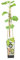 Bloomique - Vitis Vinifera 'Vroege van der Laan' - Plant de raisin - Raisins blancs - Plantes fruitières - Plantes de jardin - Résistantes à l'hiver - ⌀14 cm - Hauteur 60-70cm