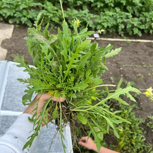 250 pcs rucola samen winterhart mehrjährig, gemüsesamen bio saatgut alte sorten (Eruca sativa) gemüsepflanzen exotische pflanzen samen balkon gemüse samen pflanzen für garten gemüse