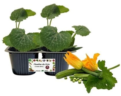 P. Piantine da Orto | Zucchino da Fiore, pack da 2 piante, Pianta Pronta per il Trapianto, Pianta Vera da Orto, da Balcone e da Esterno, Vivaio Italiano