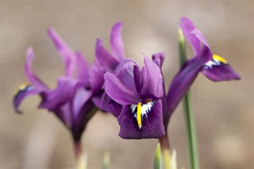 Iris reticulata 'J.S.Dijt' ca. 9x9 cm Topf - Netzblatt-Iris, violett-blaue Blüten, Blütezeit Februar-März, ideal für Steingärten, winterhart, pflegeleicht