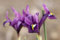 Iris reticulata 'J.S.Dijt' ca. 9x9 cm Topf - Netzblatt-Iris, violett-blaue Blüten, Blütezeit Februar-März, ideal für Steingärten, winterhart, pflegeleicht