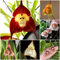 400 pcs affen orchidee pflanze kaufen samen, pflanzen samen, kübelpflanzen winterhart affengesicht orchidee, Dracula simia, wildblumensamen, balkon schnellwachsende kletterpflanzen,