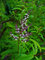 Portal Cool Las semillas del paquete: 9 cm: hierba luisa - Aloysia triphylla hierba Seedss En 9 cm y 13 cm Ollas