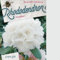 Rhododendron 'Porzellan - Rhododendron 'Porzellan - 25-30 cm pot