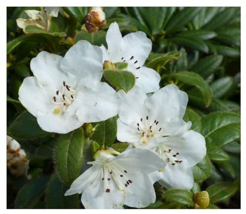 Rhododendron 'Snow Lady' Compact Dwarf Hybrid Gleaming White Blooms Early Flowering Ideal for Shaded Areas 1X or 2X 3 Litre Pot by Thompson and Morgan