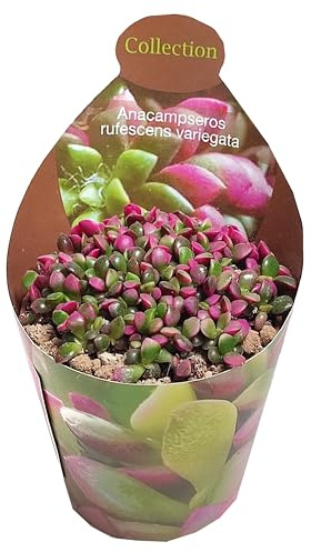 Anacampseros rufescens variegata Regenbogensukkulente Rarität 6,5cm Topf