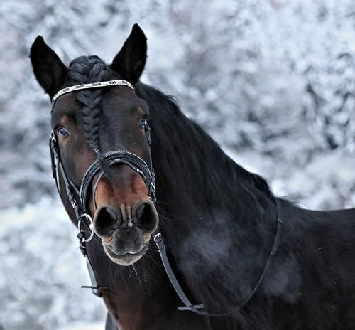 Tysons Breeches Leder Trense Schwarz Dandy Lack Glitzer VB WB X Full Zaum Ledertrense Schwedisch + Zügel Ledertrense ergonomisch Fächermuster VB WB XFULL XXFULL Kaltblut Schwarz (XX Full Kaltblur)