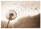 Fototapete Pusteblume beige 208x146 cm - inkl. Kleister - für Wohnzimmer Schlafzimmer Flur Vlies Tapete Wandtapete Vliestapete Motivtapeten Montagefertig