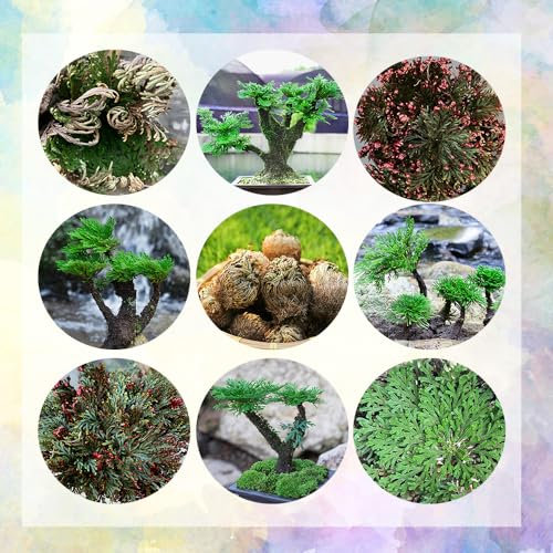 6 pcs rose von jericho echte Zwiebeln - praktische geschenke topfpflanzen winterlinge zwiebeln winterhart mehrjährig, Selaginella tamariscina Knollen, deko pflanzen garten geschenke