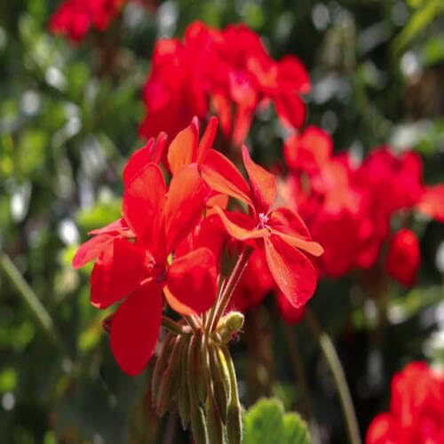 50 piezas de semillas de geranio rojo