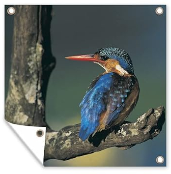 MuchoWow Outdoor-Poster Poster Wanddeko draußen Deko Garten Gartenposter 100x100 cm Eisvogel - Tier - Farbenfroh
