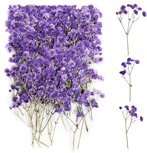 100 Stück Schleierkraut Getrocknet(Lila) Gepresste Blumen Schleierkraut Trockenblumen Schleierkraut Trockenblumen Getrocknete Blumen Trockenblumen zum Basteln Getrocknete Blüten für DIY Harz Schmuck