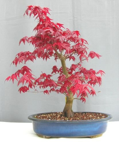 Japanische Rote Ahornbaum-Samen - Acer palmatum atropurpureum - Bonsai